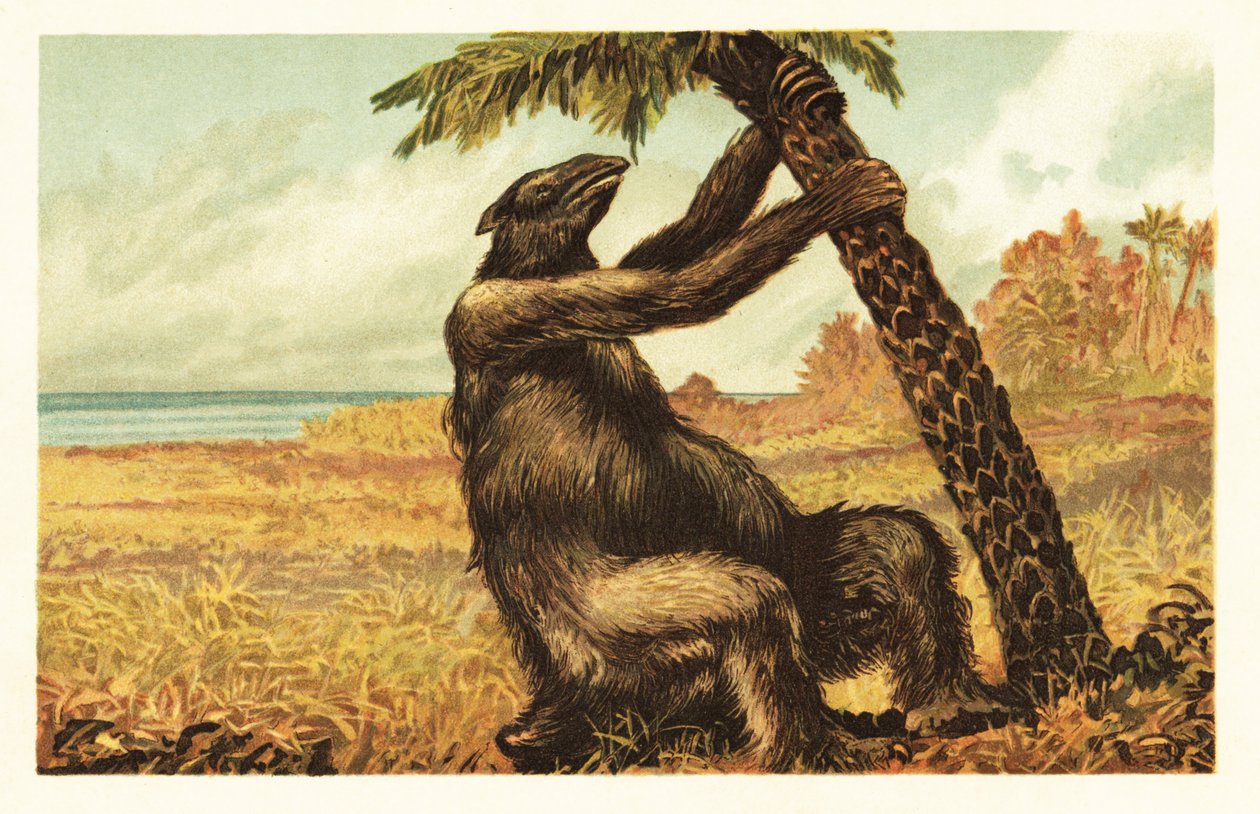 ヤシの木を引っ張るメガテリウム・アメリカヌム.1908年（リトグラフ） 作： 無名の画家