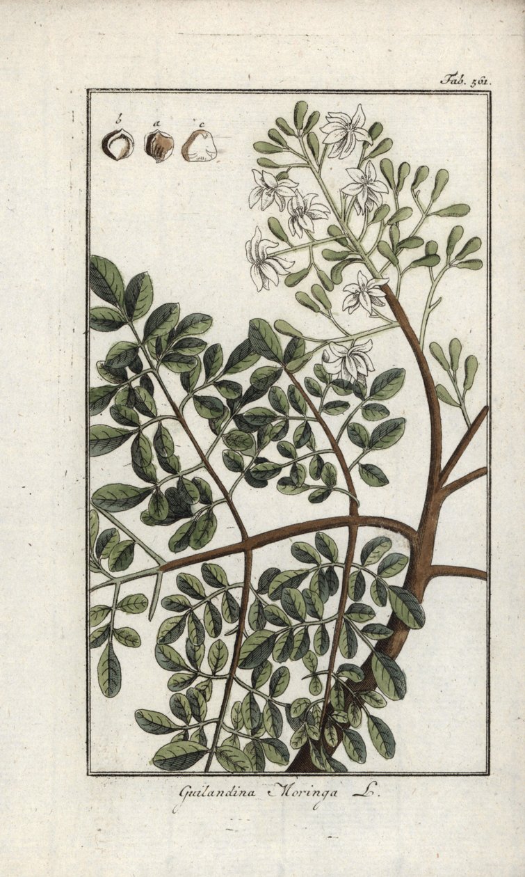 モリンガ（Moringa oleifera）。オランダ、ヨハネス・ゾーン（1739-1799）作 "Afbeelding der Artseny-Gewassen "のリトグラフ。 作： 無名の画家