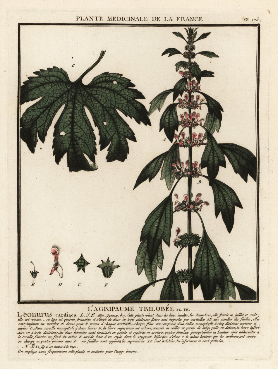 Motherwort、Leonuruscardia。 作： 無名の画家