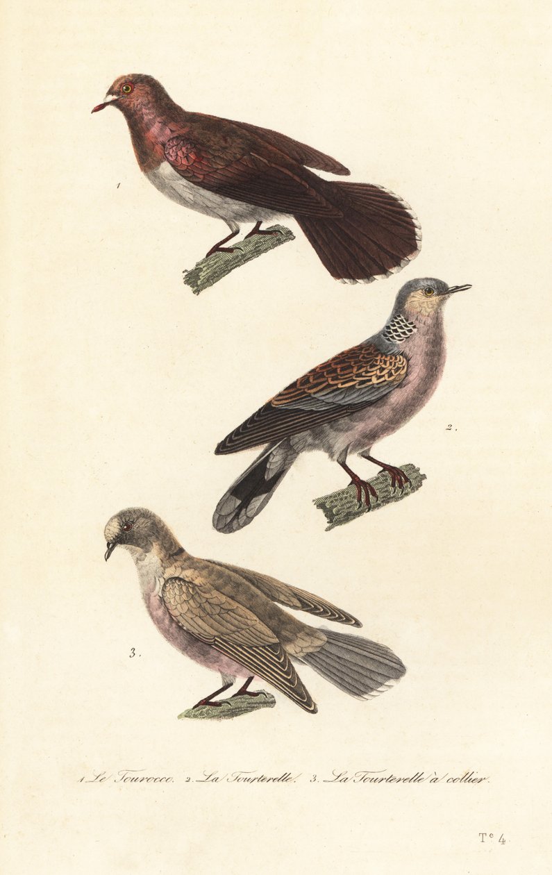 喪鳩、亀鳩、赤目鳩。 作： 無名の画家