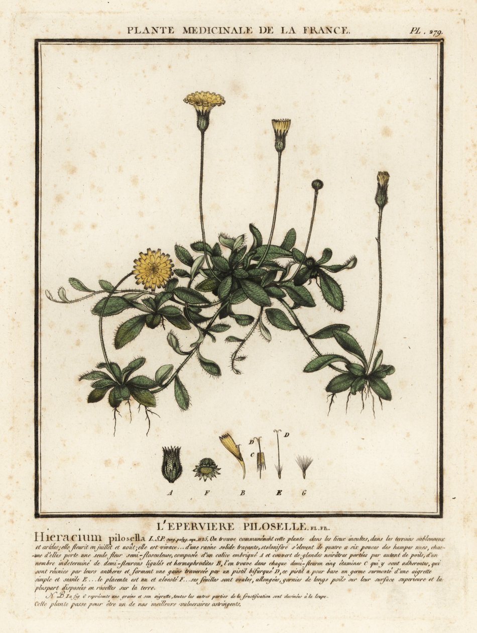 ネズミ耳ヤナギ、Pilosella officinarum。 作： 無名の画家