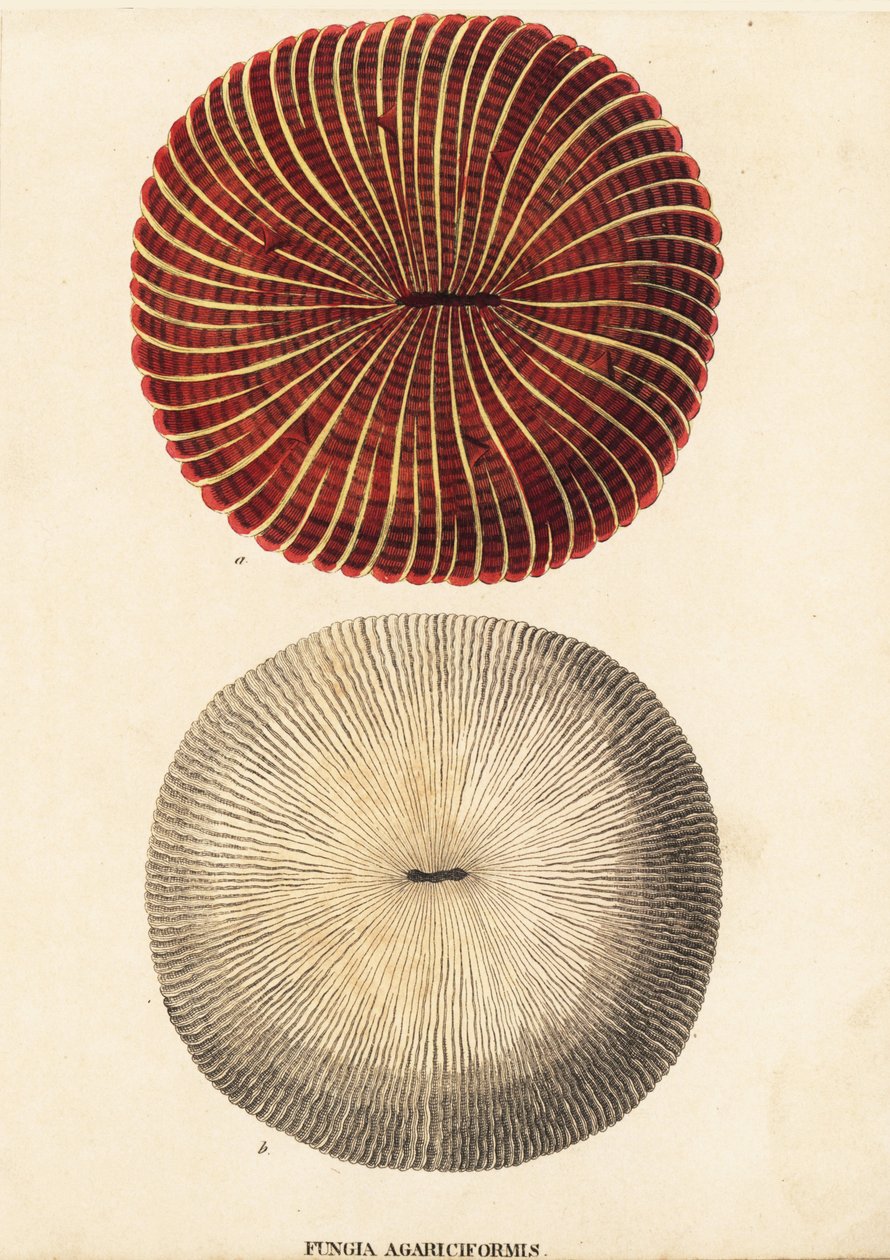 キノコサンゴ、Fungia fungites (Fungia agariciformis)。Georg Friedrich Treitschke