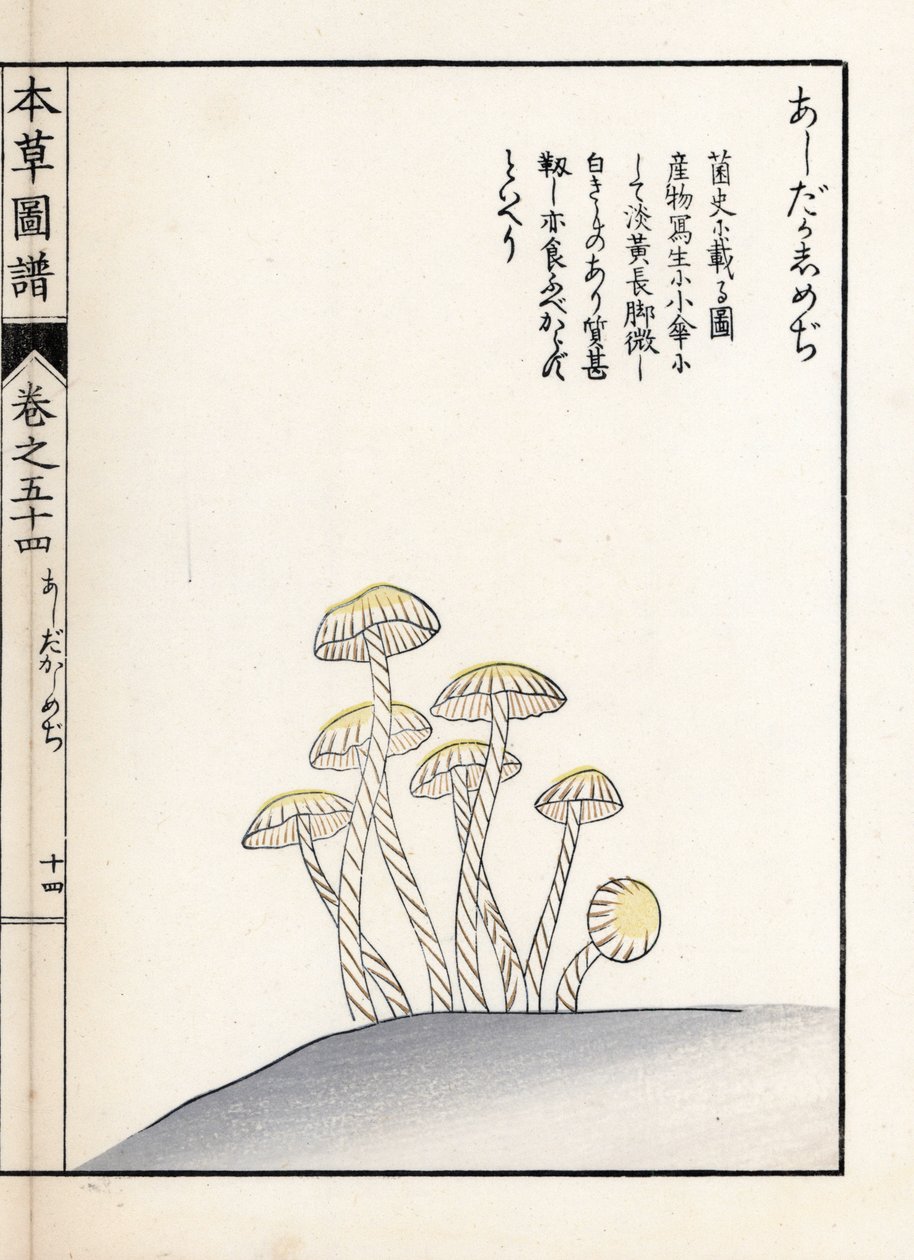 キノコ：シメジ アシタカ - 岩崎嘉年(1786-1842)の版画、本草図譜より。 作： 無名の画家