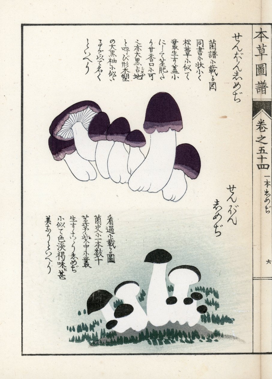 キノコ：シメジの品種（食用） - 岩崎嘉年（1786-1842）版画（本草図譜より 作： 無名の画家