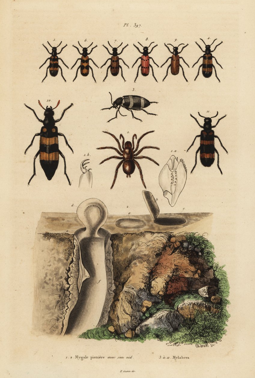 Mygalomorph trapdoor spiderとその巣、そして甲虫類のMylabris種 作： 不明