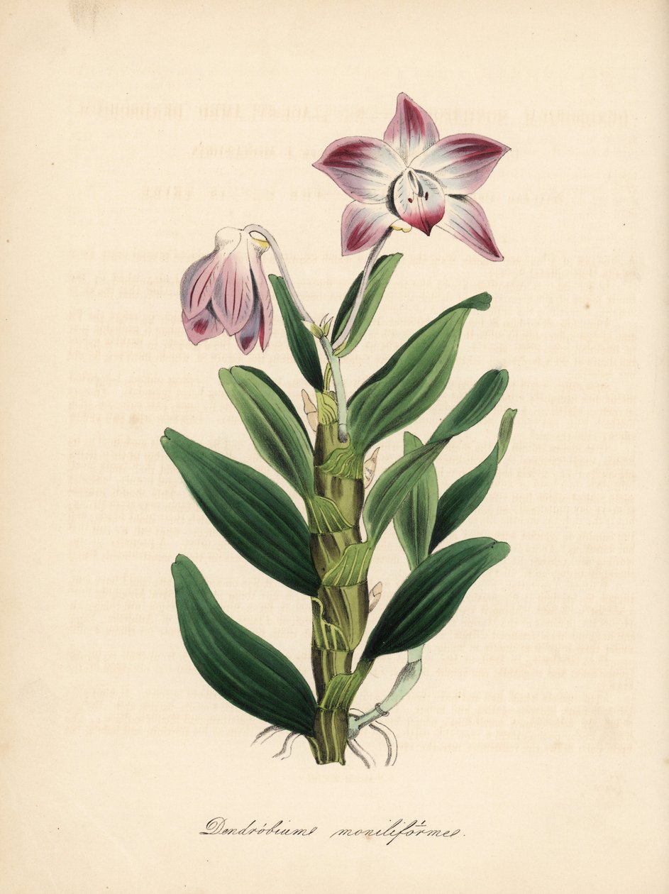 ネックレス茎のデンドロビウムまたはセキコク蘭、Dendrobium moniliforme。C. Chabotによる手彩色ジンコグラフ。M. A. Burnett女史の "Plantae Utiliores: or Illustrations of Useful Plants", Whittaker, Londonより抜粋。 作： 無名の画家