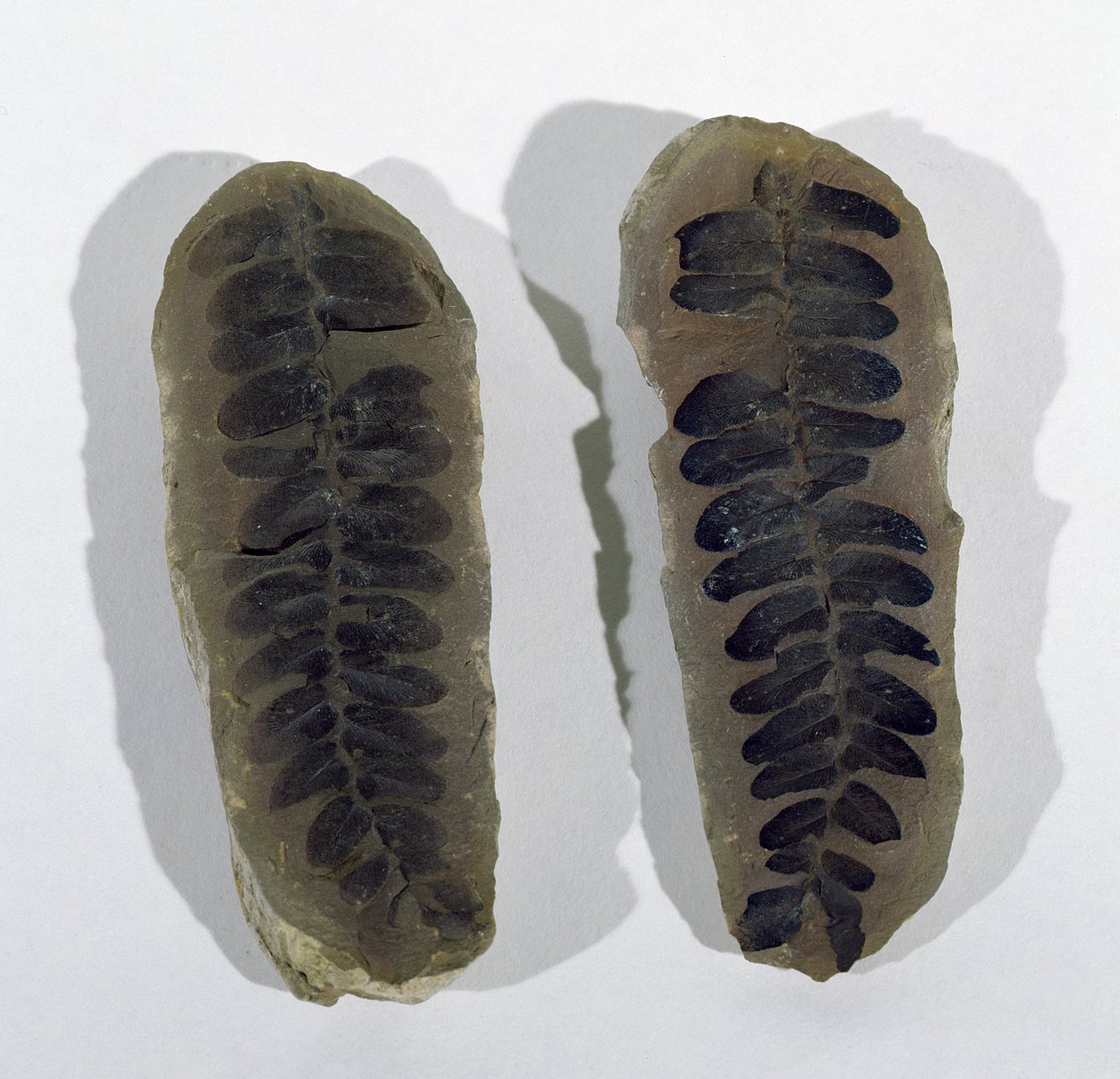 Staffordshire州Coseleyで発見されたNeuropteris (Frond of Sea Fern)、上部炭鉱時代(写真) 作： 不明