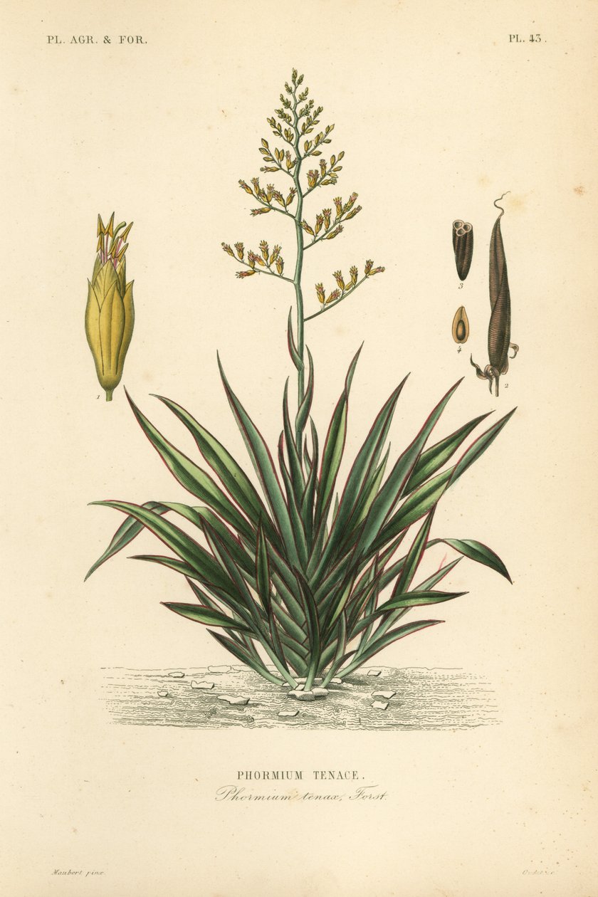 ニュージーランドの亜麻またはハレケケ、Phormium tenax、Phormium tenace 作： 不明
