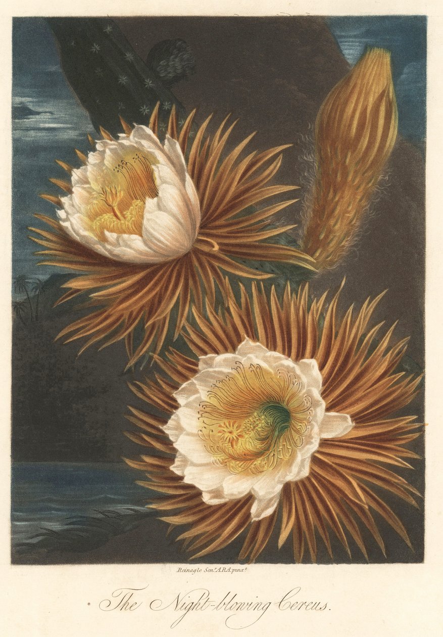 ロバート・ソーントン博士（1768-1837）著『The Temple of Flora』より抜粋。 作： 無名の画家