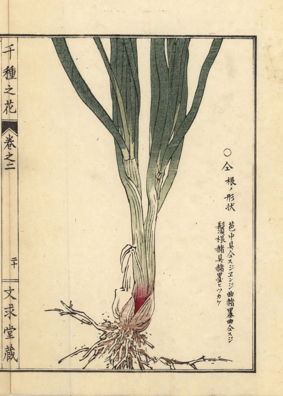 ニラの根と茎。河野梅嶺による彩色木版画「千種の花」（京都・文久堂蔵）。 作： 無名の画家