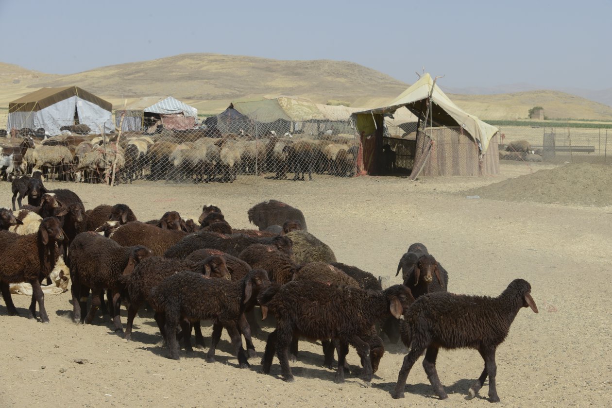 タマールとアシュハネの間の遊牧民のテント、イラン、2022年（写真） 作： 無名の画家