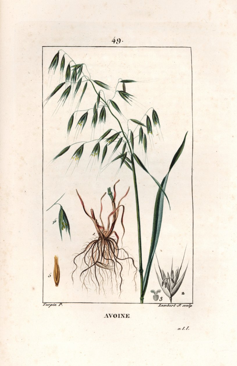 Hafer Cultivee oder Byzantinischer Hafer - Gravur von Lambert fils, nach einer Zeichnung von Pierre Jean Francois Turpin (1775-1840), aus „La flore medicale, by Chaumeton, Poiret et Chamberet“, Paris 1830 - Hafer, Avena sativa von Unbekannter Künstler