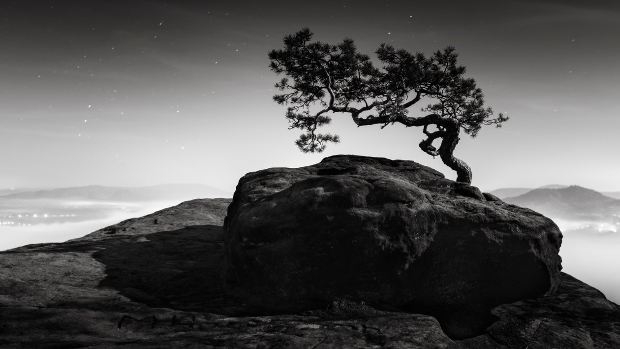 古い松、リリエンシュタイン、スイス、2015 年 (白黒写真) 作： 無名の画家