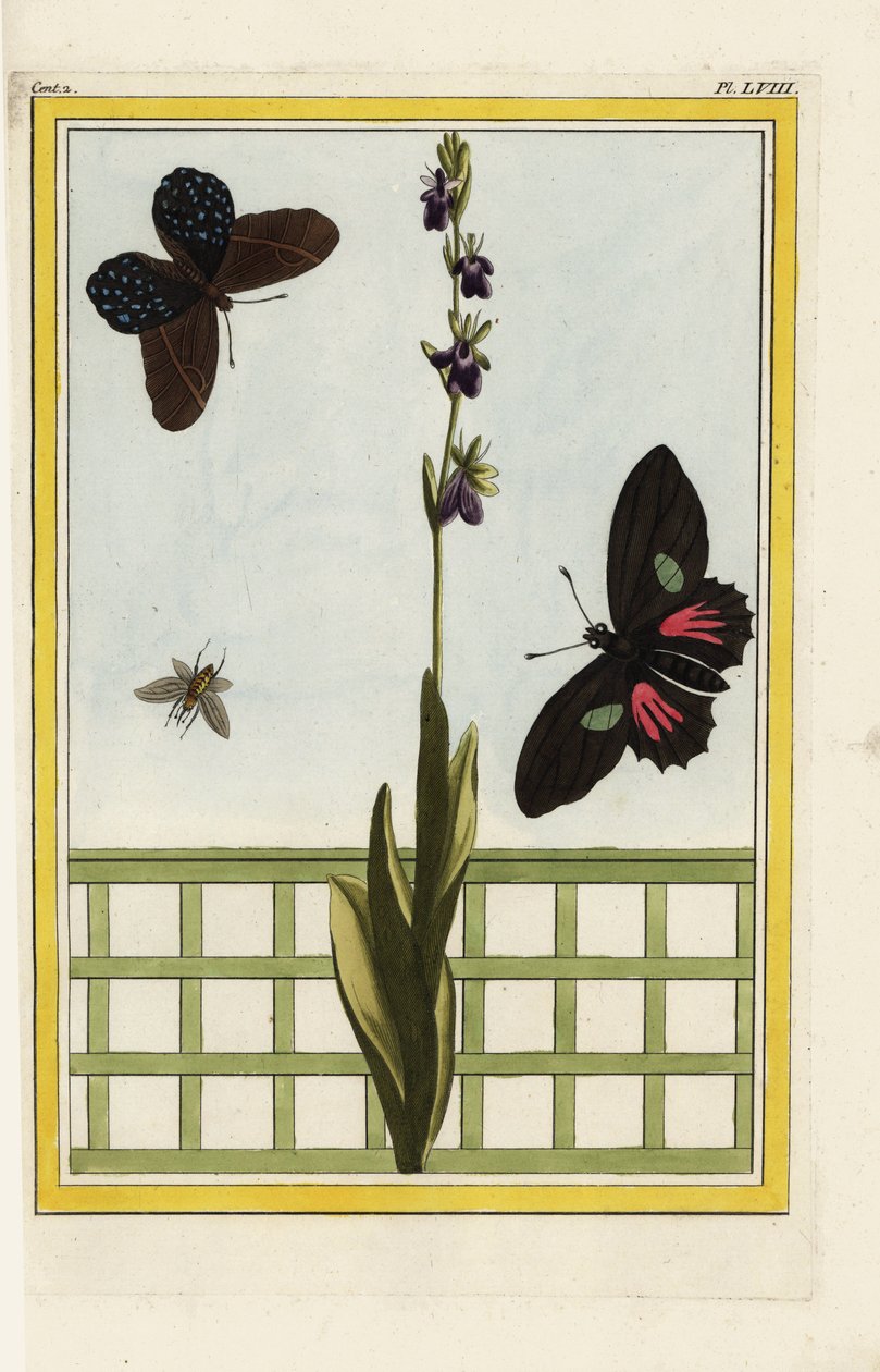 昆虫の形をした花を咲かせるオフリス。ハエラン、Ophrys insectifera。ドリス・ロングウィング、ヘリコニウス・ドリス。ピエール・ジョセフ・ブショズによる手彩色エッチング。 作： 無名の画家