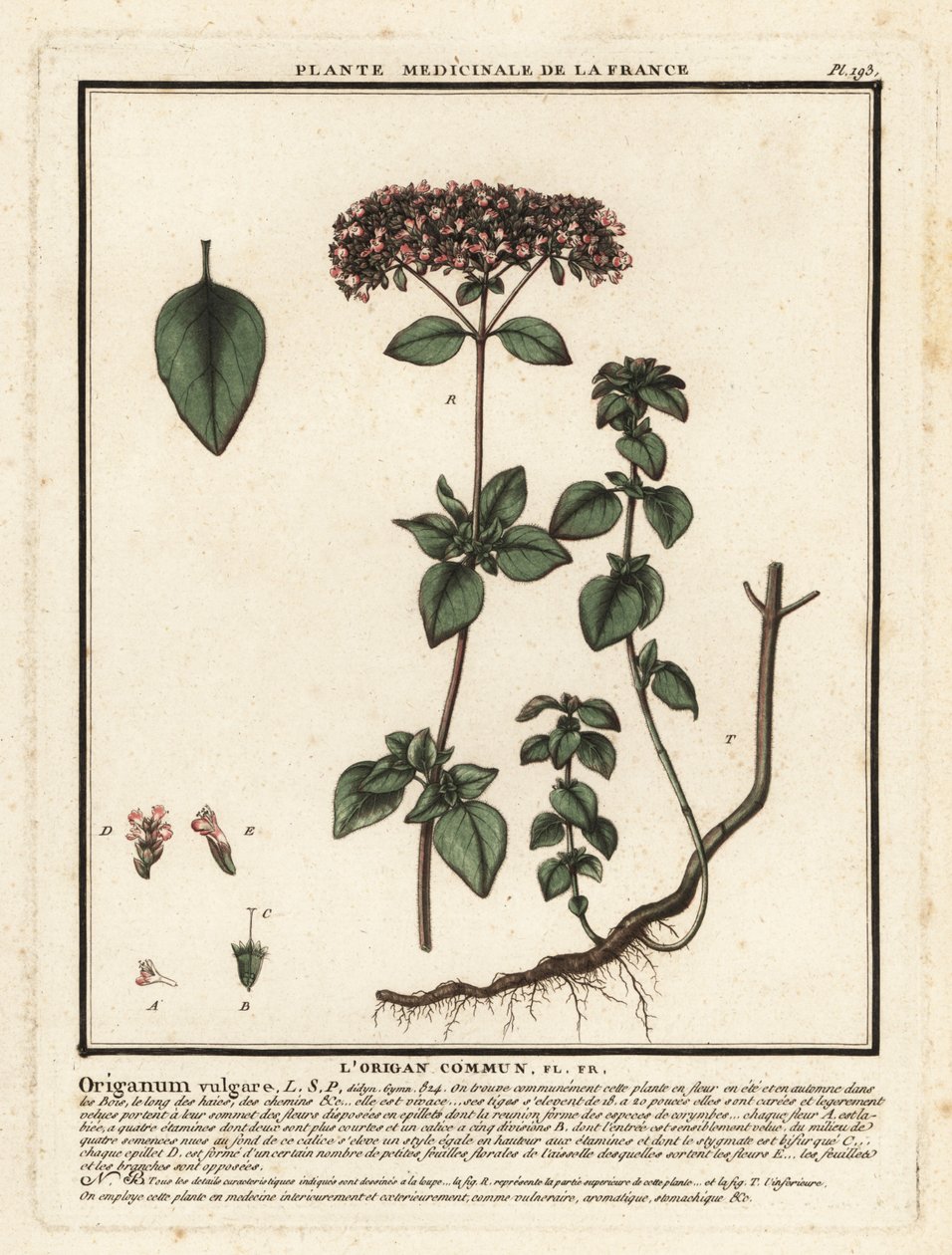 オレガノまたは野生のマジョラム、Origanum vulgare。 作： 無名の画家