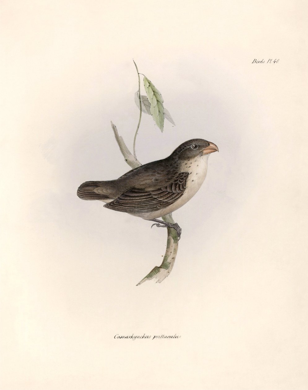 鳥類学：「Camarhynchus psittaculus or Geospize psittacin" チャールズ・ダーウィン(1809-1882)がビーグル号探検中に観察した鳥類の説明。The zoology of the voyage of H.M.S. Beagle. "のプレート。飛行。III, Birds described. 作： 無名の画家