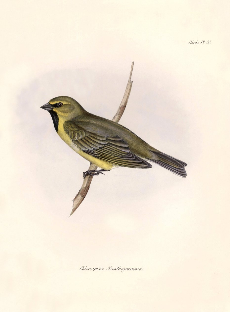 鳥類学「Chlorospiza xanthogramma" チャールズ・ダーウィン（1809-1882）がビーグル号探検中に観察したスズメ目鳥類の記述。The zoology of the voyage of H.M.S. Beagle. "のプレート。飛行。III, Birds described by John Gould, with n. 作： 無名の画家