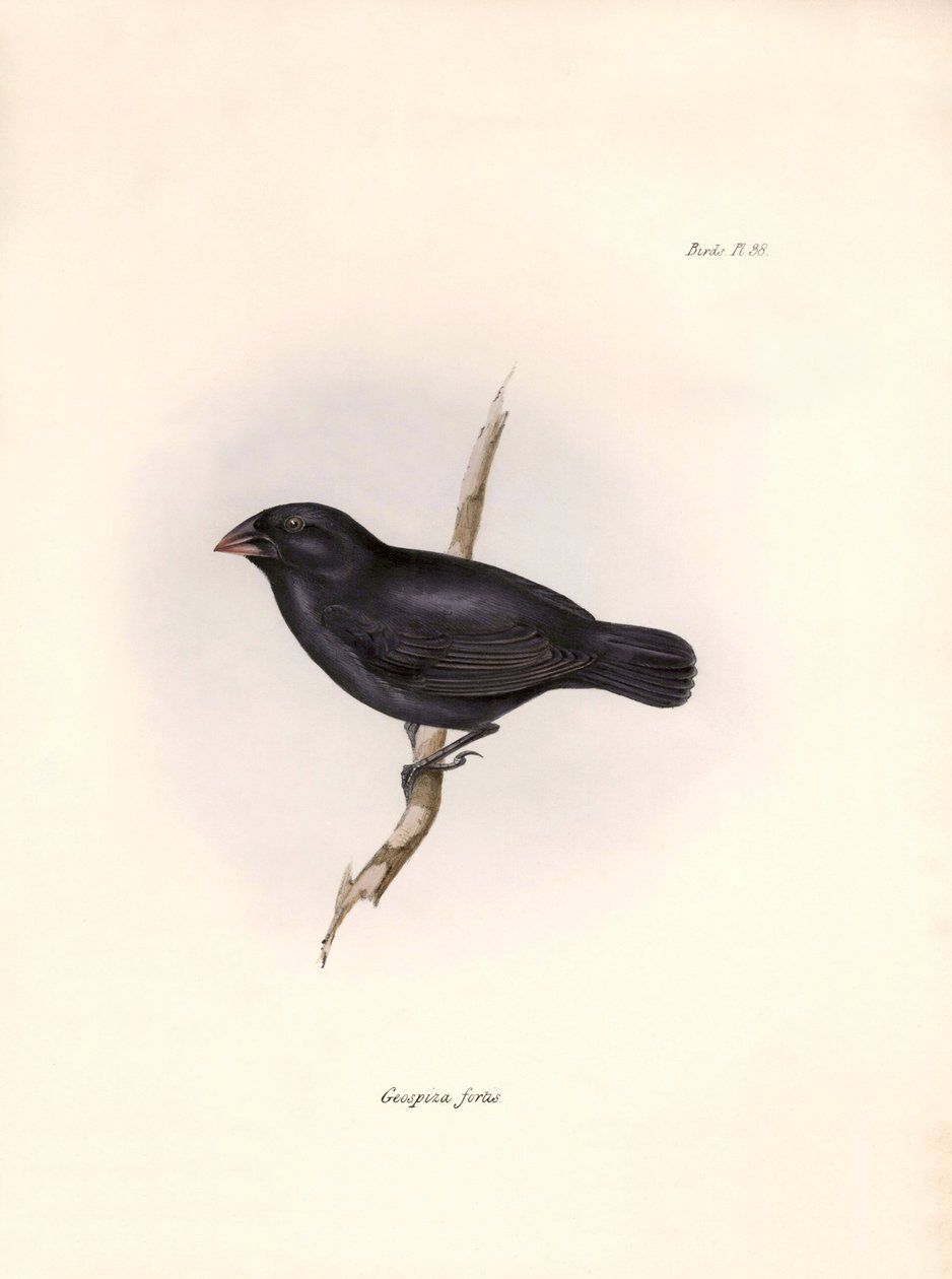 鳥類学：「Geospiza fortis or geospize a medium-beaked" チャールズ・ダーウィン（1809-1882）がビーグル号探検中に観察した鳥類の記述。The zoology of the voyage of H.M.S. Beagle. "のプレート。飛行。III, Birds described by Jo 作： 無名の画家