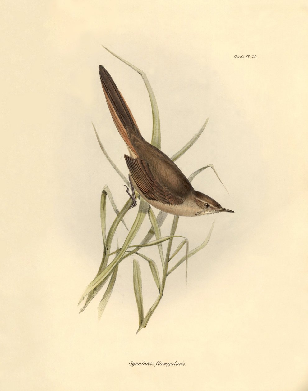 鳥類学：チャールズ・ダーウィンがビーグル号探検中に記載した "Synallaxis rufogularis"。The zoology of the voyage of H.M.S.ビーグル号』より。飛行。III、ジョン・グールドによって記述された鳥類と、チャールズ・ダーウィンによる習性についての記述。 作： 無名の画家