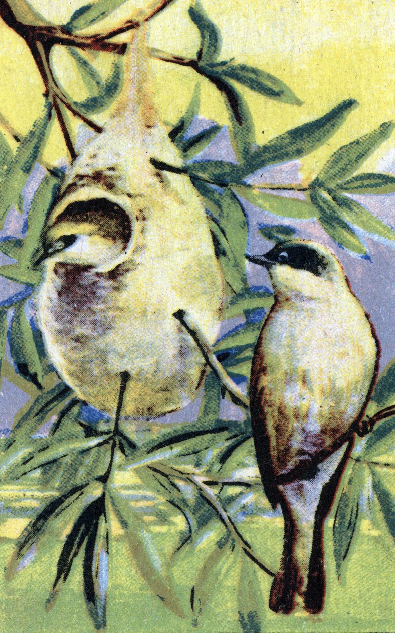鳥類学：レミズ（Remiz pendulinus） クロモリトグラフ 19世紀 個人蔵 作： 無名の画家