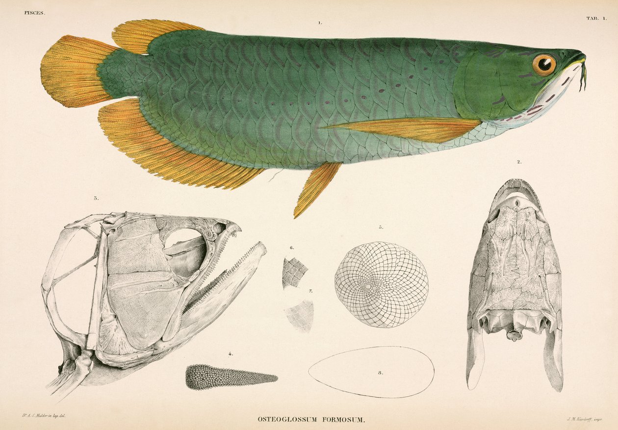 Osteoglossum formosum、インドネシア 作： 無名の画家