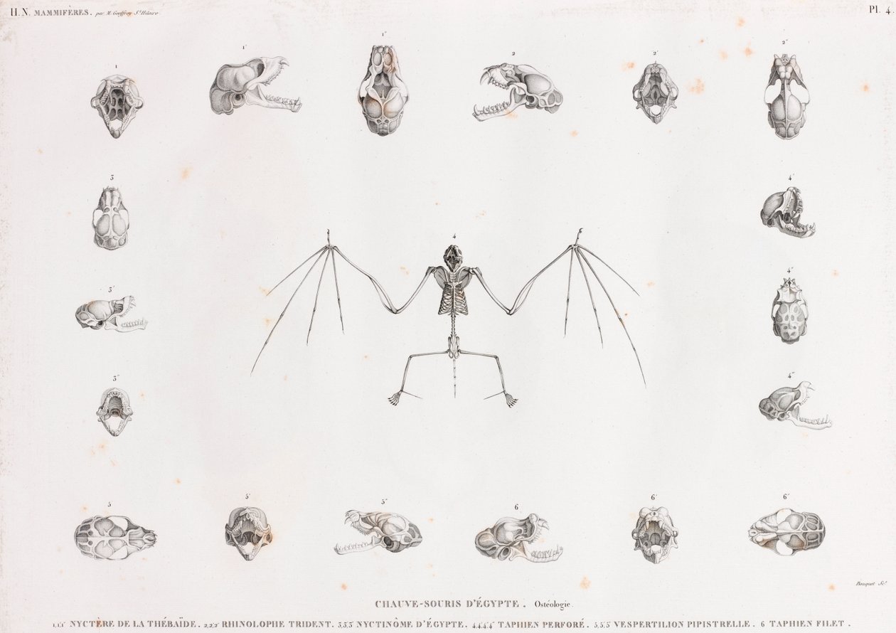エジプトにおけるコウモリの骨学 作： 不明