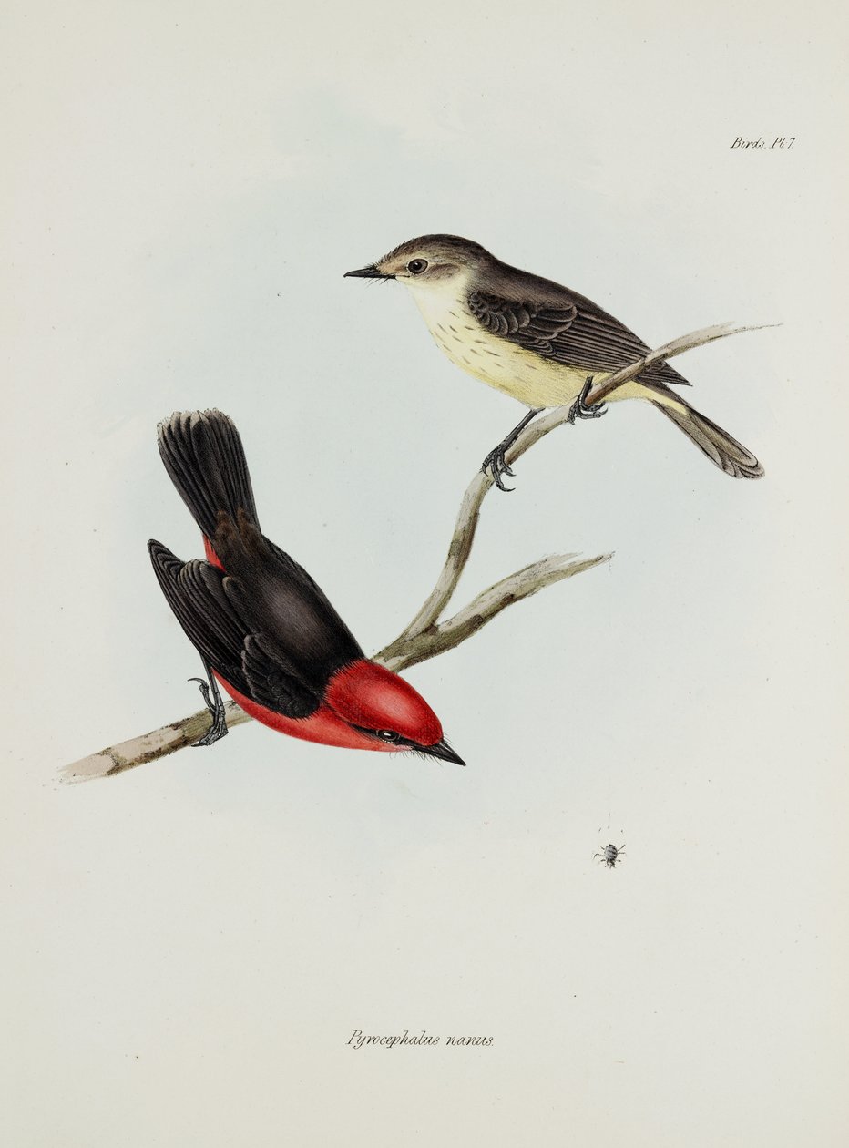 つがいの鳥、1832～1836 年頃 作： 無名の画家