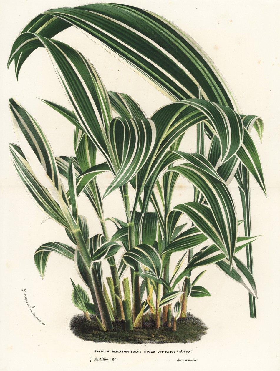パームグラス、セタリア・パルミフォリア（Panicum plicatum foliis level-vittatis）。Louis van Houtte and Charles Lemaire