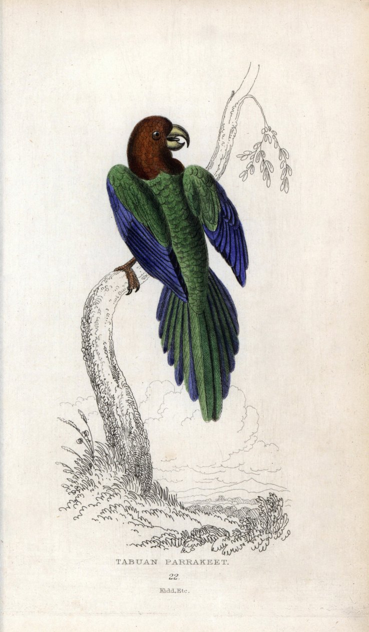 Papagei Pumpadour, Prosopeia tabuensis. Psittacus tabuensis. Lithographie von Joseph Kidd, basierend auf einer Zeichnung von John Audubon, in Miscellany of Natural History: Parrots, Sir Thomas DiK Lauder und Captain Thomas Brown, veröffentlicht in Edinburg von Unbekannter Künstler
