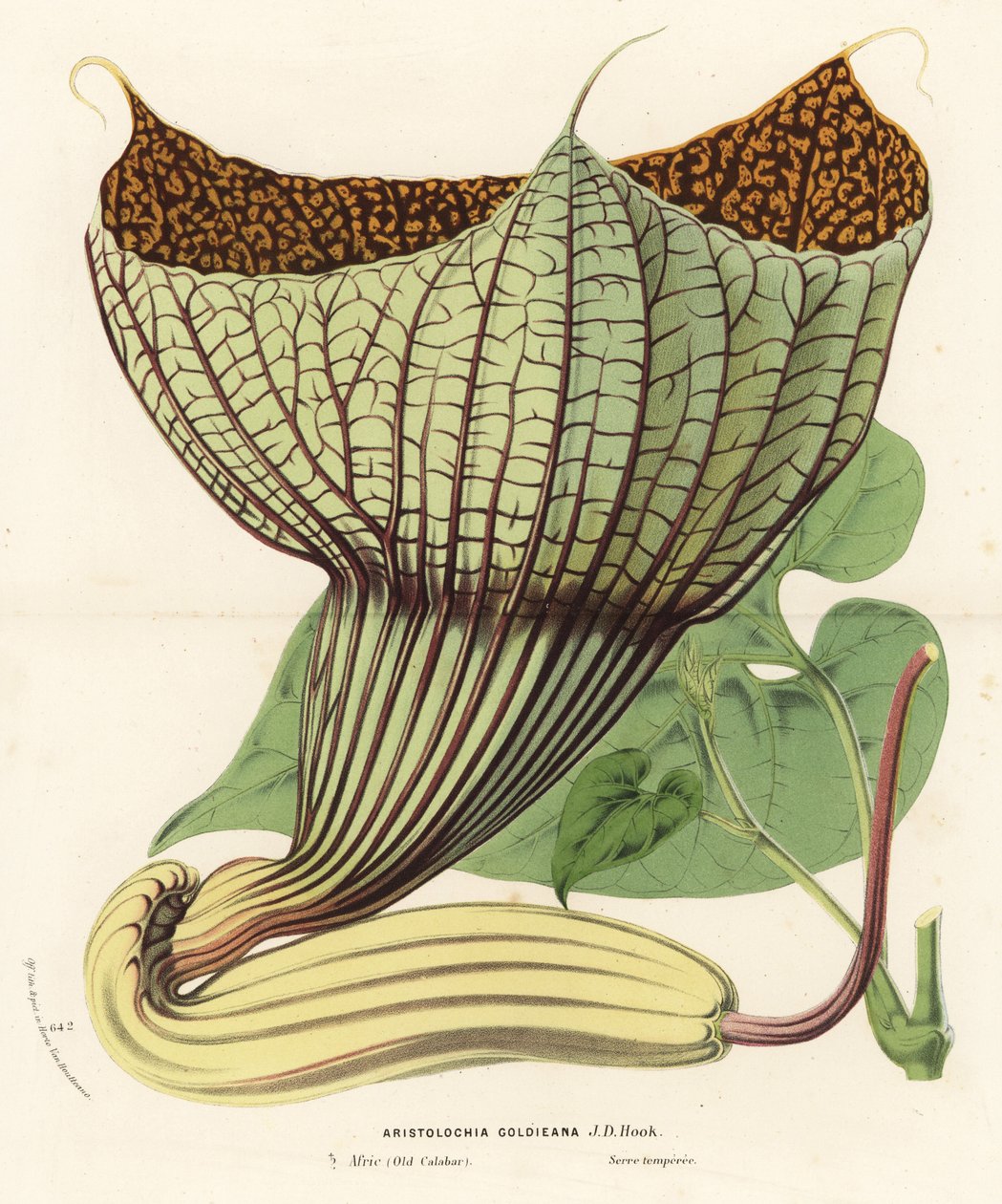 Pararistolochia goldieana (Aristolochia goldieana)。Louis van Houtte and Charles Lemaire