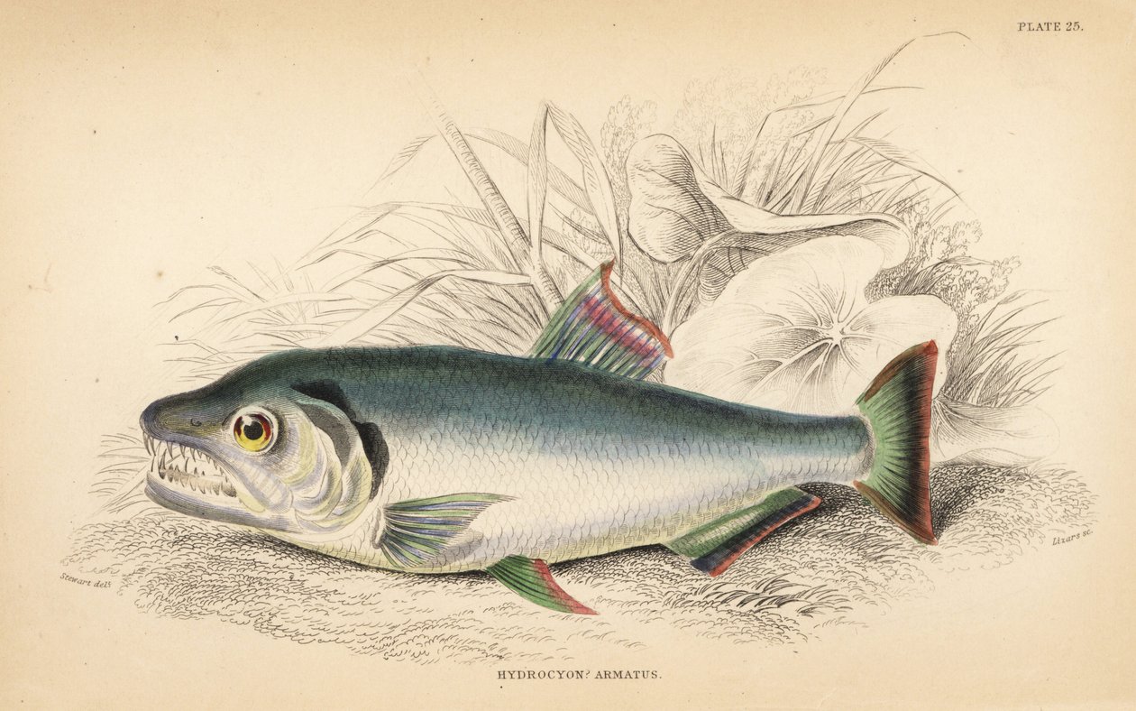 パヤラ、ヒドロリクス・アーマタス（強歯ヒドロキオン、Hydrolycus armatus）。Sir William Jardine