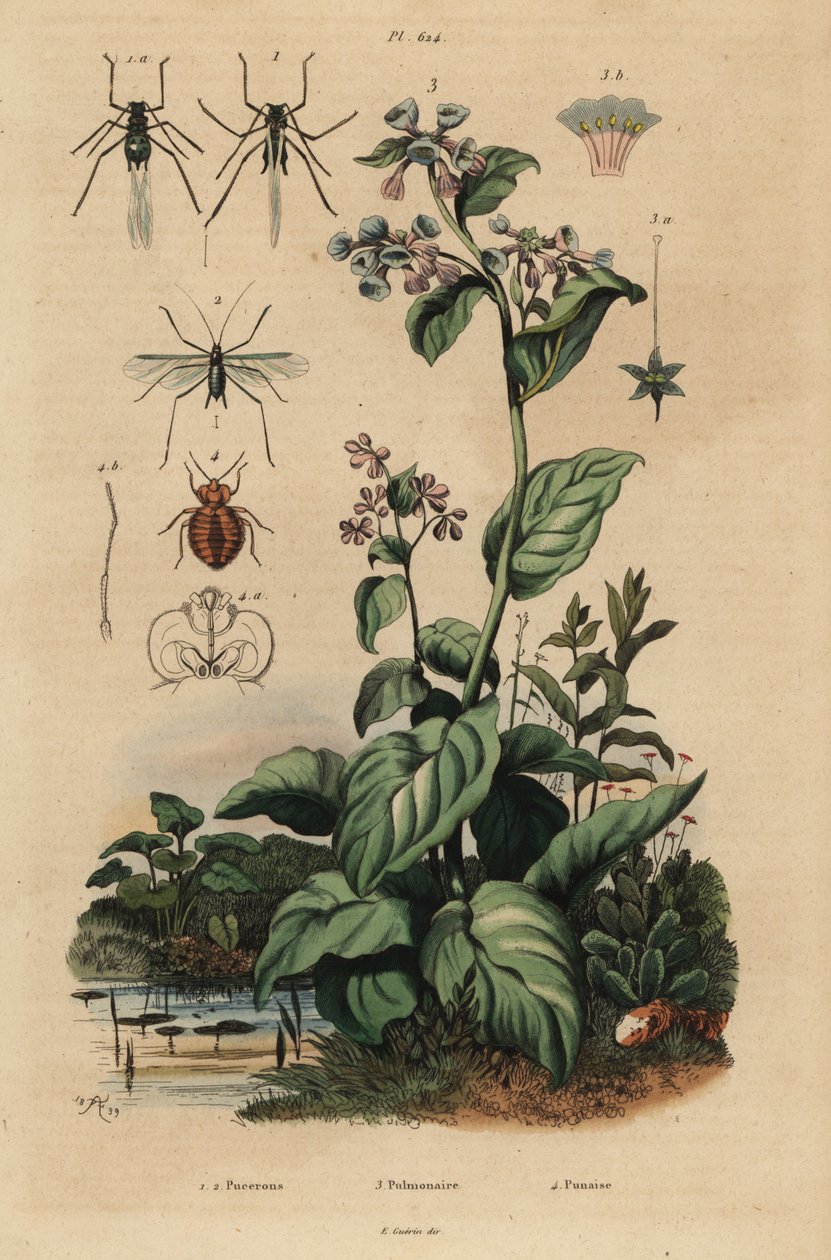 モモアカアブラムシ Myzus persicae 1、バラアカアブラムシ Macrosiphum rosae 2、バージニアブルーベル Mertensia pulmonarioides 3、ナンキンムシ Cimex lectularius 4 作： 不明