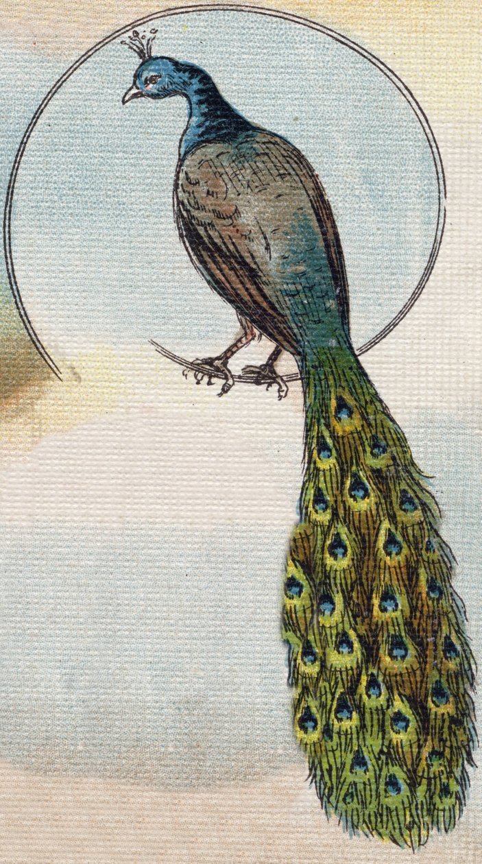 孔雀。Alphabet de ma petite fille "の中のエングレーヴィング。Bernardin-Bechet and Fils, bookseller-publishers, Paris, around 1895.キャンバスにアンブレイカブル・アルバム。Bibliotheque des Bebes.12ページ。読書法とイラスト入りのアベセダリーを収録したアルバム。薄暗い。 作： 不明