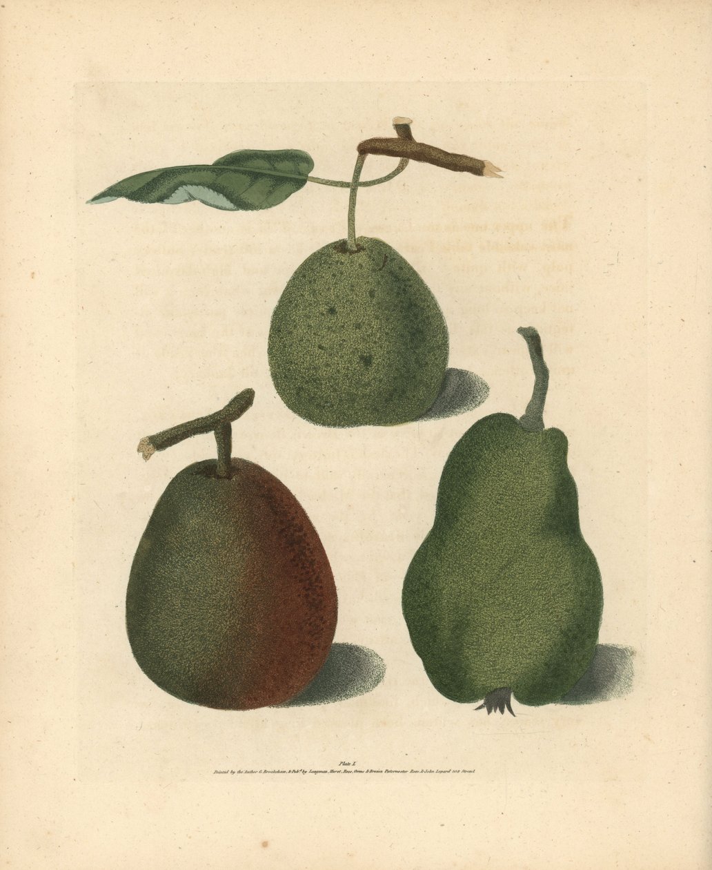 洋梨の品種、Pyrus communis：クレサン、ガンセルのベルガモット、夏のボン・クレチアン。ジョージ・ブルックショーの「ポモナ・ブリタニカ」（ロンドン、ロングマン、ハースト社、他）の挿絵の手彩色スティップル・エングレーヴィング。 作： 無名の画家