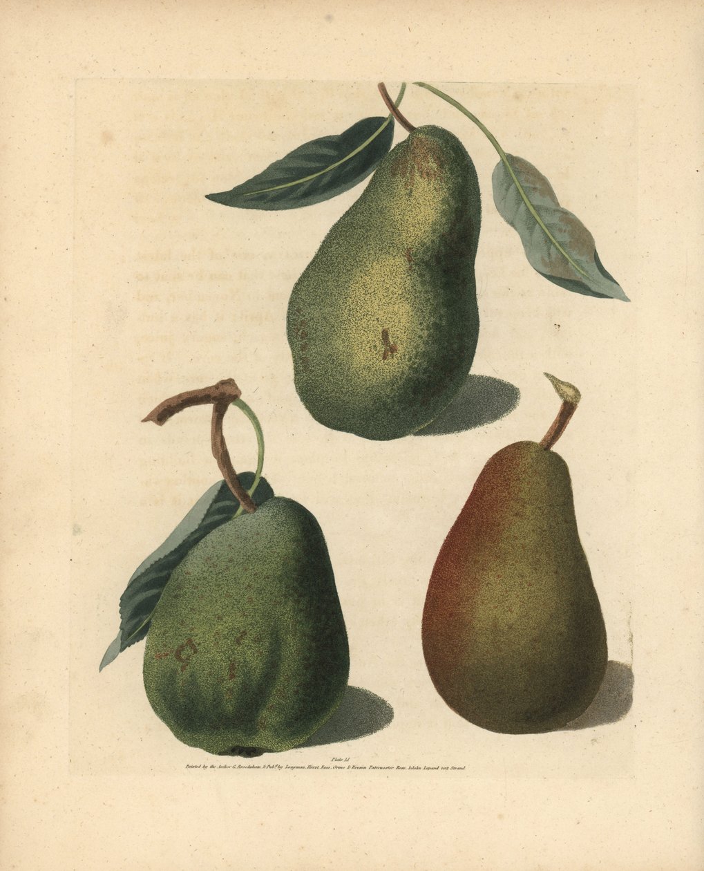 洋梨の品種、Pyrus communis：Saint Germain、Colmar、Brown Beuree。ジョージ・ブルックショーの "Pomona Britannica", London, Longman, Hurst, etc.に掲載された挿絵の手彩色スティップル・エングレーヴィング。 作： 無名の画家