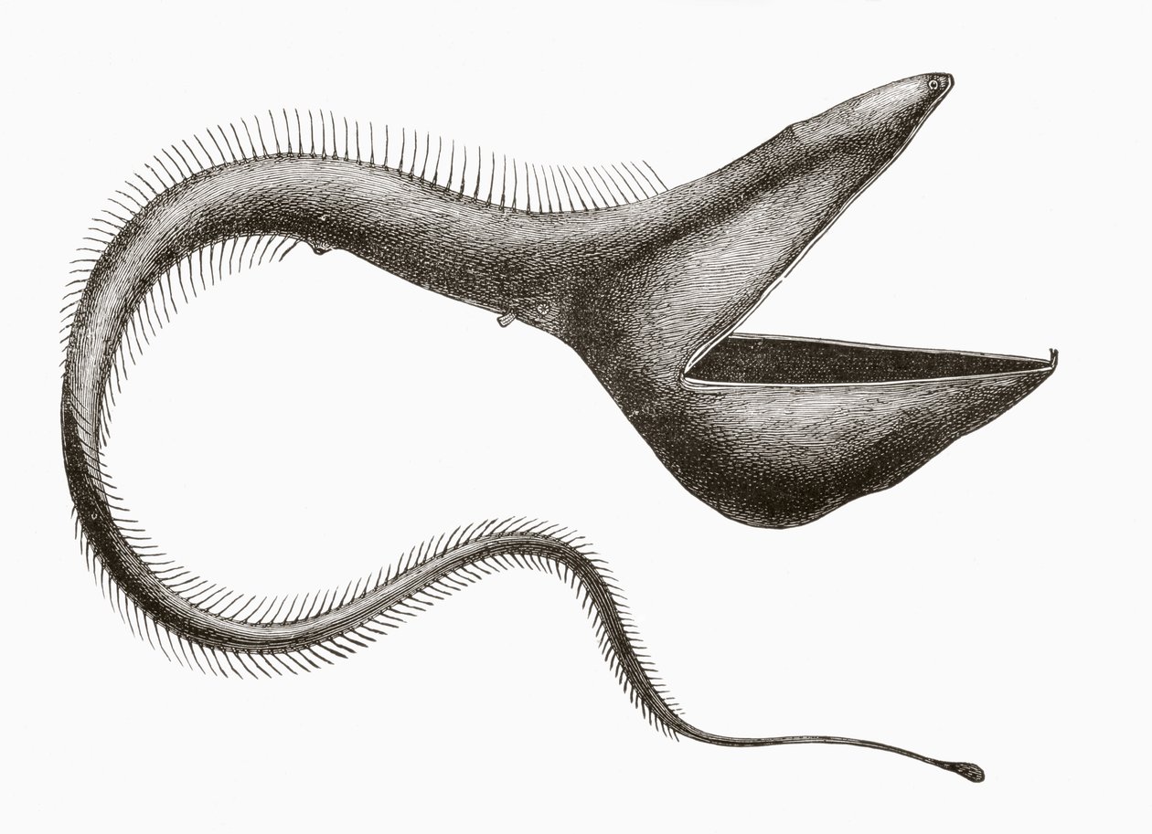 ペリカンウナギ（Eurypharynx pelecanoides）、人間が見ることはほとんどない深海魚、1880年頃にバルセロナで出版された「El Mundo Ilustrado」より 作： 不明