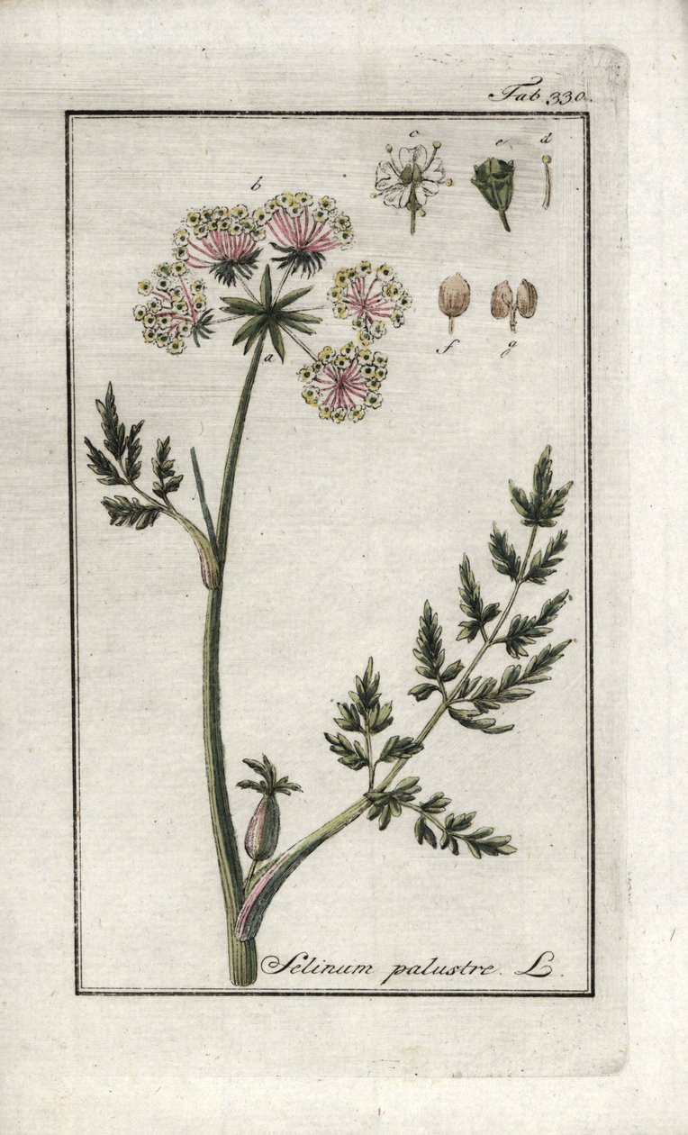ピューセダン湿原または湿原パセリ（Selinum marsh）。ヨハネス・ゾーン（1739-1799）作 "Afbeelding der Artseny-Gewassen "のリトグラフ（オランダ）。 作： 無名の画家
