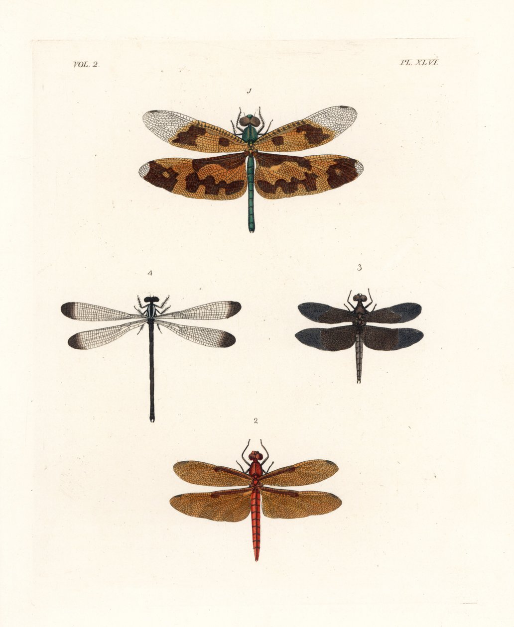 絵羽のトンボ、Rhyothemis variegata 1、フルボス・フォレスト・スキマー、Neurothemis fulvia 2、パイド・パディー・スキマー、Neurothemis tullia 3、シャドーダムゼル、Palaemnema paulina 4。ジョン・O・ウェストウッドによるドルー・ドルーリーの新版 "Il "からの手彩色リトグラフ。 作： 無名の画家
