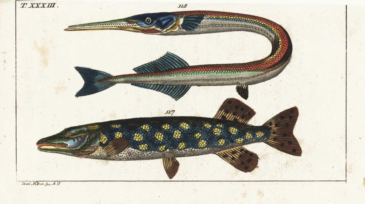 カワカマス（またはキタカマス）-オルフィア-キタカマスEsox lucius 117と海針またはガーフィッシュBelone belone 118。Gottlieb Tobias Wilhelm