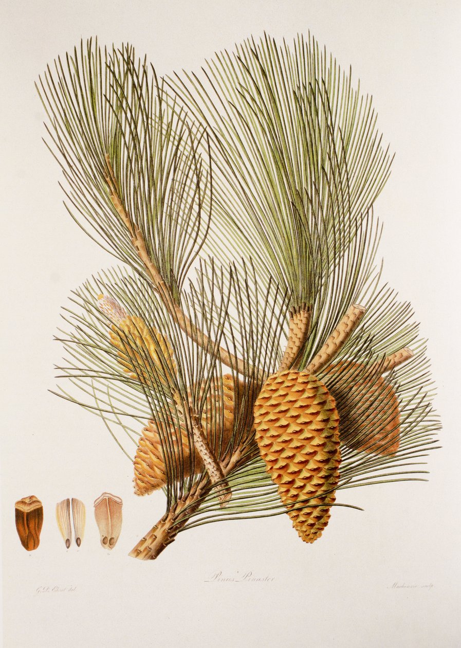 Pinus pinaster/Sea Pine/Maritime Pine 作： 不明