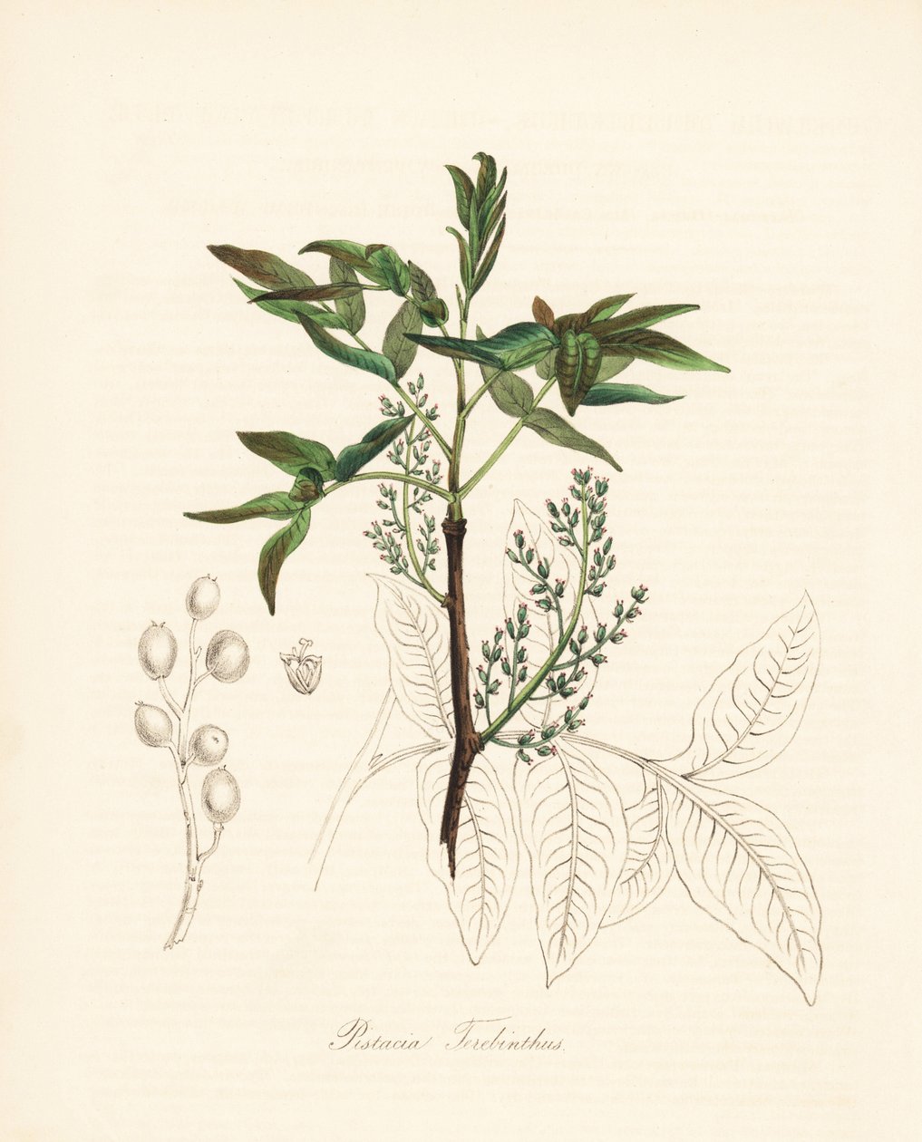 Pistachio terebinth - Terebinth tree or chian turpentine tree, Pistacia terebinthus.C. シャボによる手彩色のジンコグラフ。M. A. バーネット嬢の「Plantae Utiliores: or Illustrations of Useful Plants」（Plantae Utiliores: or Illustrations of Useful Plants, Whittaker, London）より。 作： 無名の画家