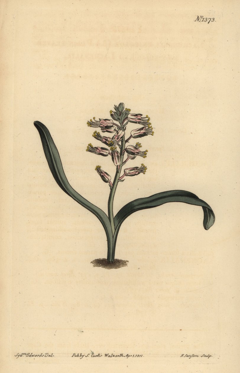 平らな葉の自分色のラケナリア、Lachenalia unicolor 作： 不明