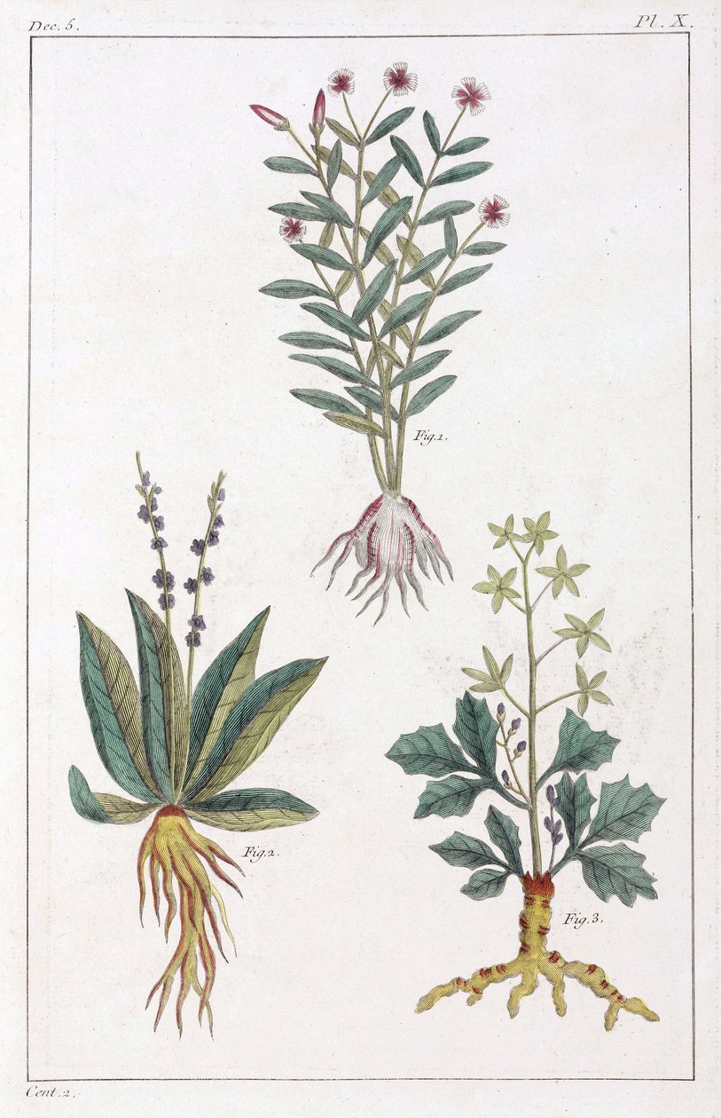 薬用植物、中国 作： 不明