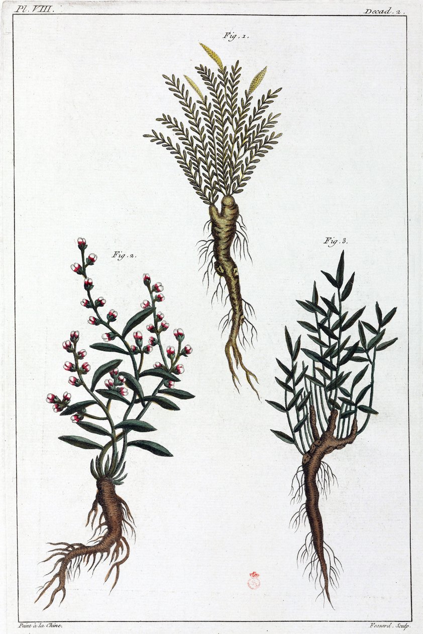 薬用植物、中国 作： 不明