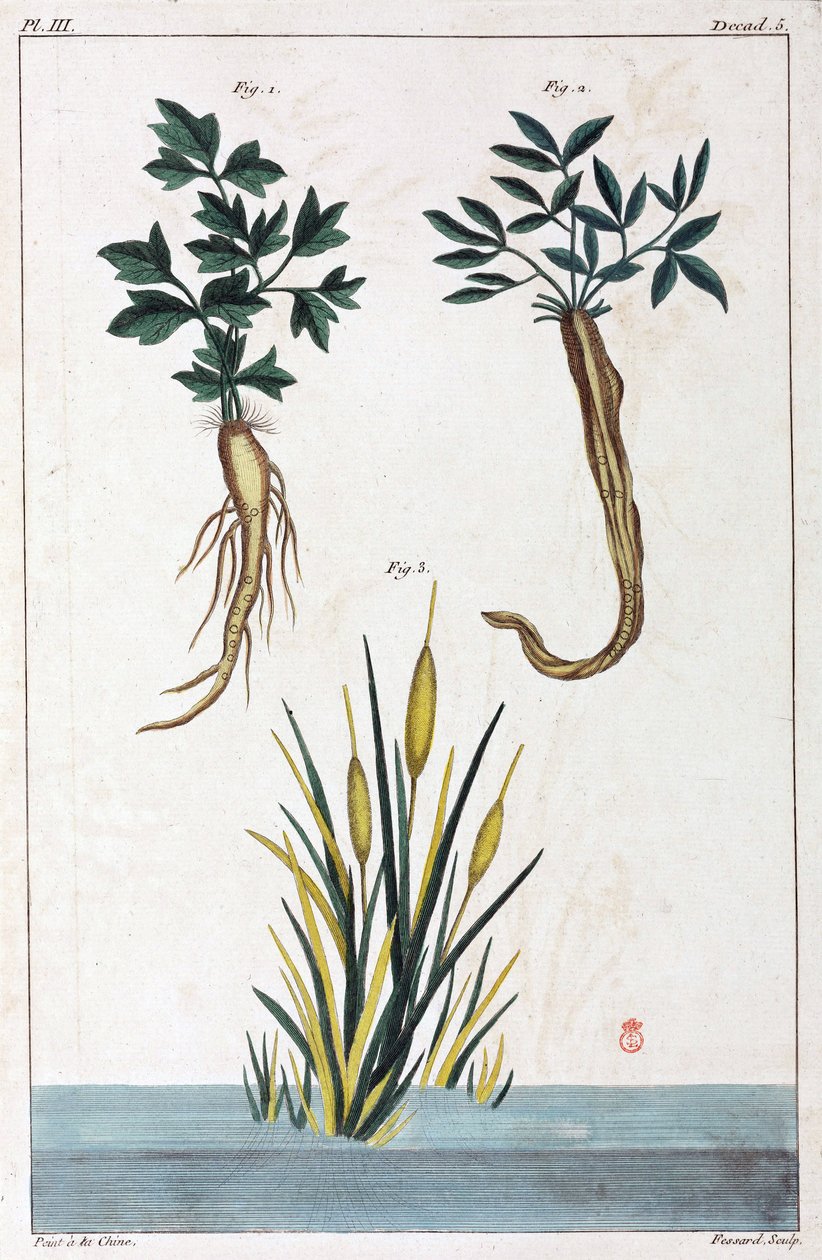薬用植物、中国 作： 不明