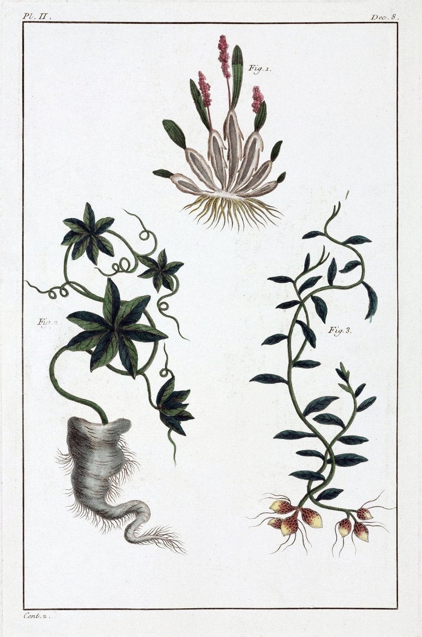 薬用植物、中国 作： 不明