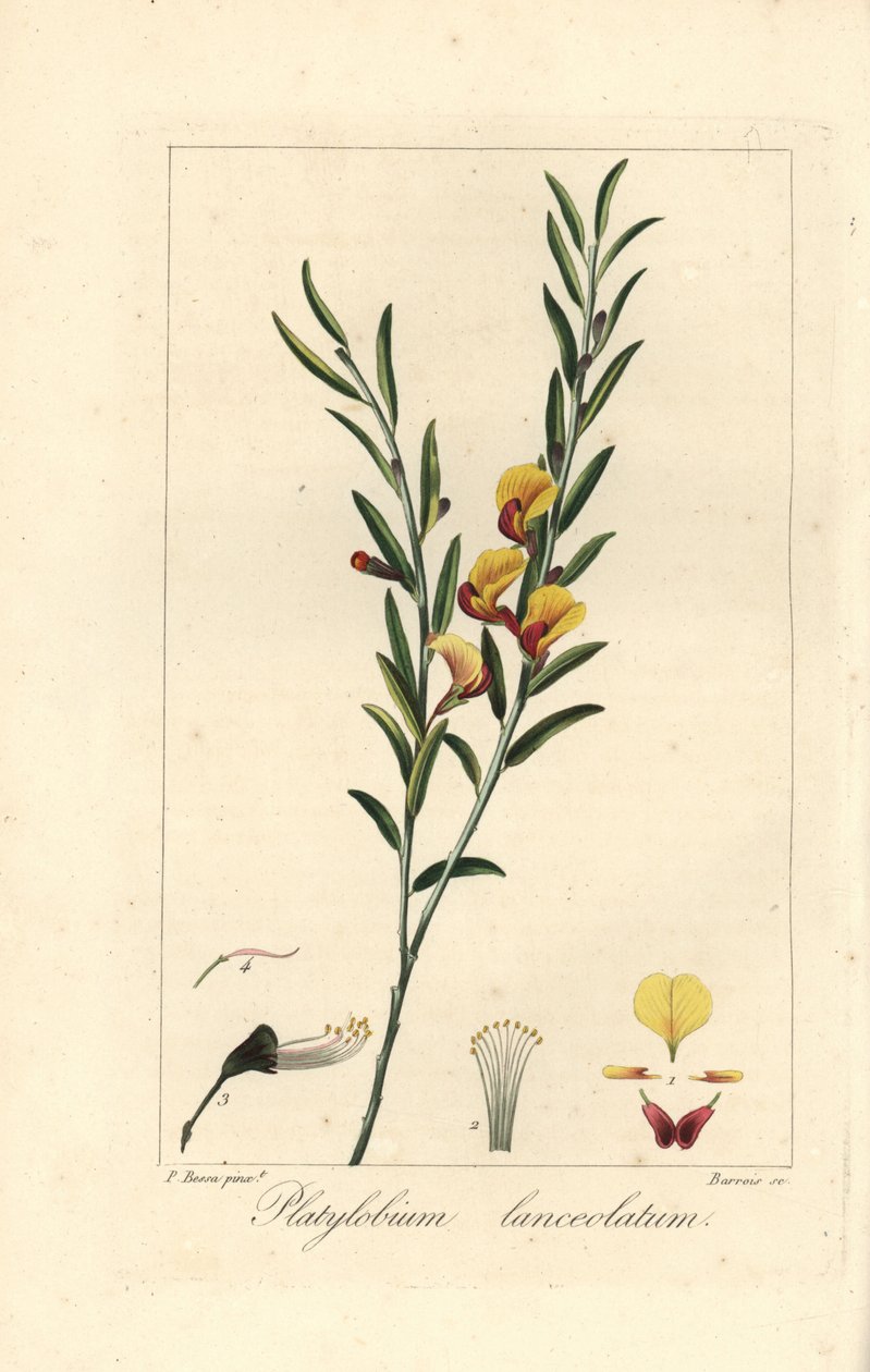 オーストラリア原産のPlatylobium lanceolatum。モルダン・ド・ローネ著『アマチュアのための植物図鑑』所収のパンクレース・ベッサの植物図版からバロワが銅に手彩色したスティップル・エングレーヴィング。 作： 無名の画家
