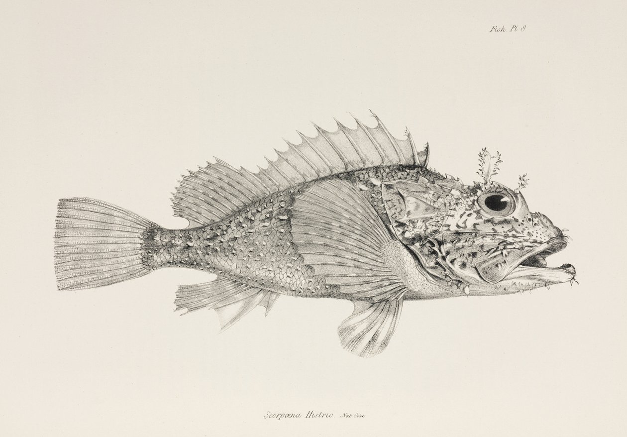 プレイヤーカサゴ、1832～1836年頃 作： 無名の画家