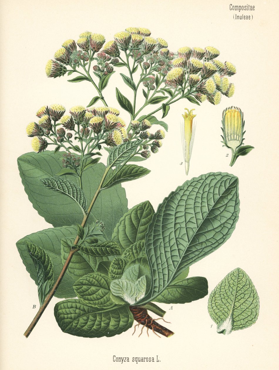イヌラコニザ（Conyza squarrosa）。ヘルマン・アドルフ・ケーラー著『Medicinal Plants』（グスタフ・パブスト編、ケーラー社、ドイツ）の植物図版をもとにしたクロモリトグラフ。 作： 無名の画家