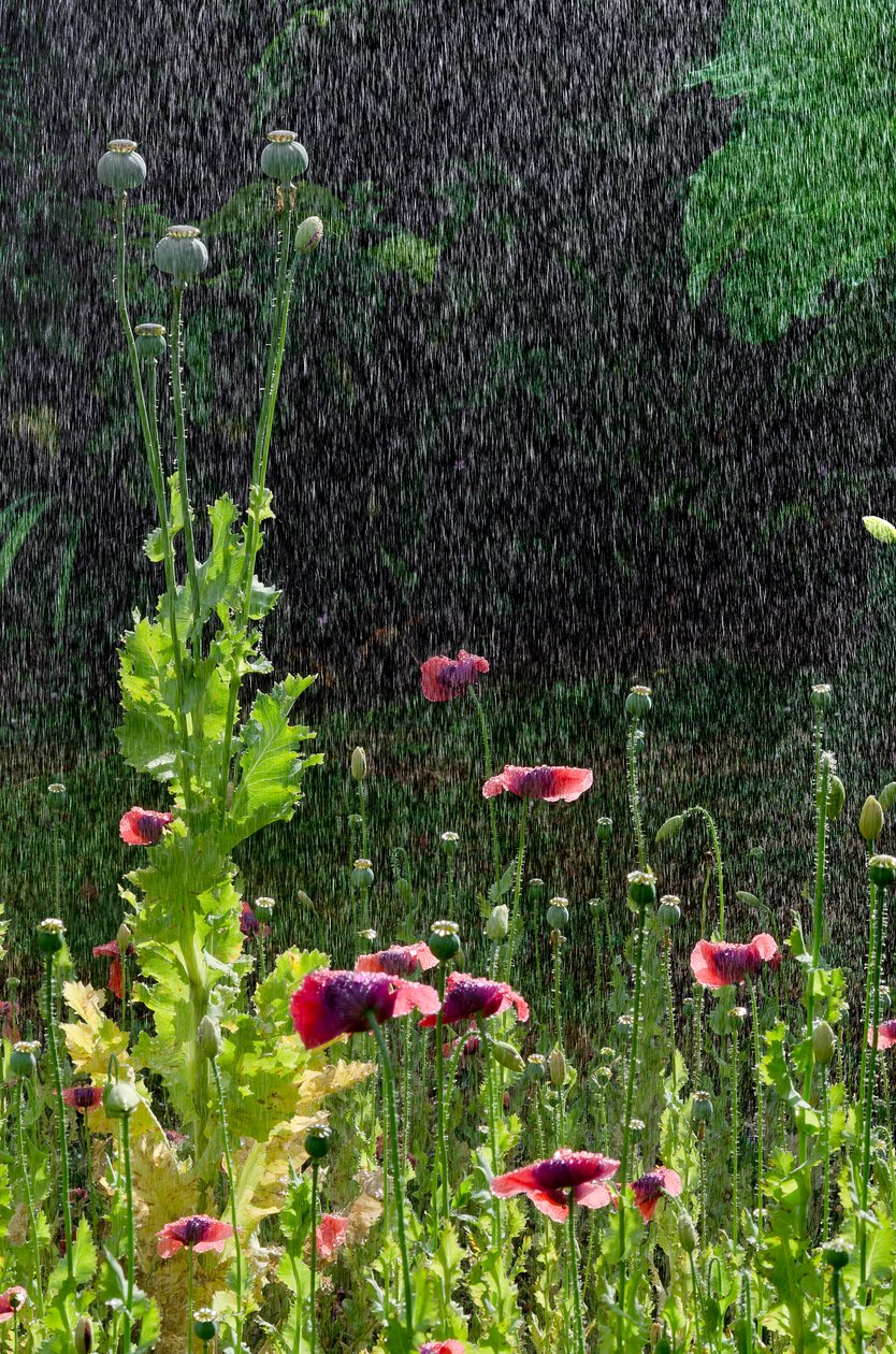 ポピー (ケシ) の花と南ウェールズのガウアー、夏の土砂降りの種子 (写真) 作： 無名の画家